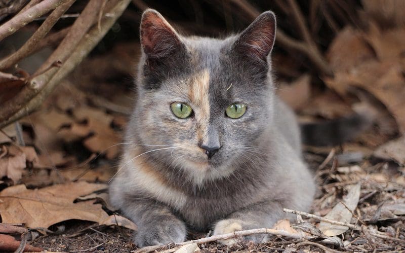 grey two faced cat