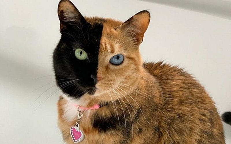 venus two-faced cat