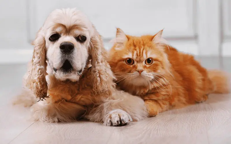 Cocker Spaniel and cat