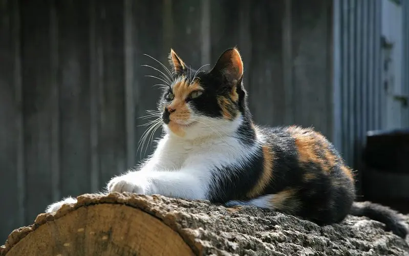 calico cat outdoors