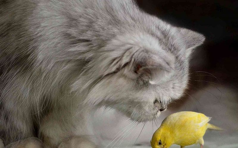 cat and canary