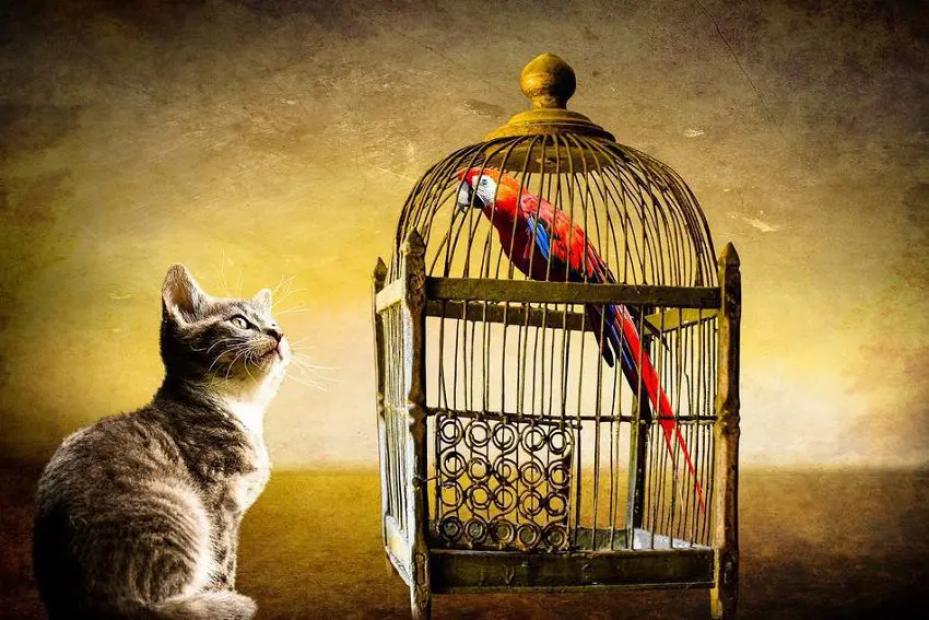 Can Cats And Birds Live Together? 10 Proven Ways To Make It Happen