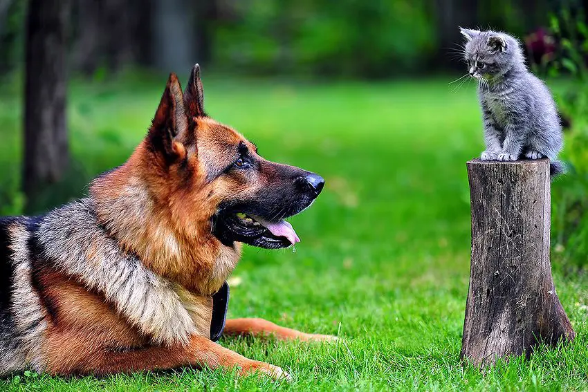 The 20 Worst Dog Breeds For Cats You Should Know About