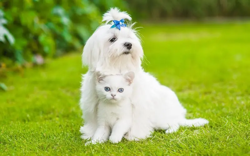 cat with maltese