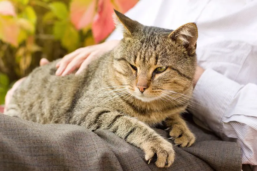 How to Take Care of a Cat: The Ultimate Beginner's Guide
