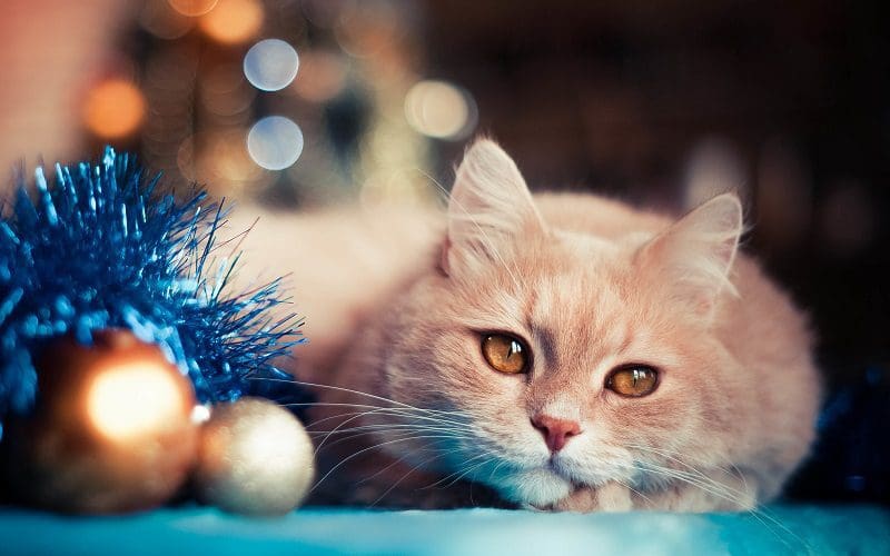 holiday cat