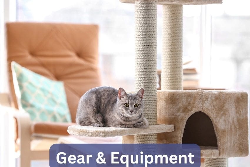 gear and equipment for cats