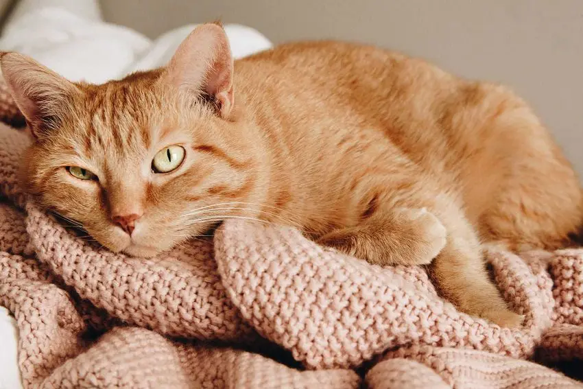 3 Surprising Reasons Why Do Cats Lay On Things