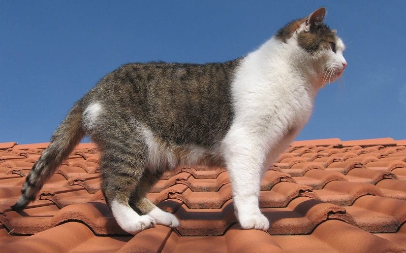male cat on a roof