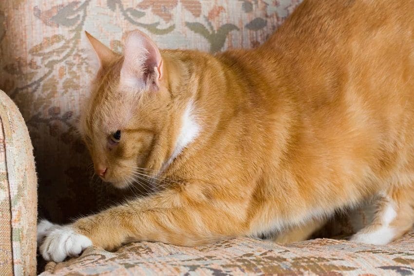 How to Stop Cats from Scratching Furniture: 5 Easy Methods