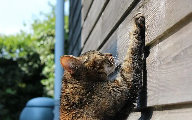 kitten scratching wall
