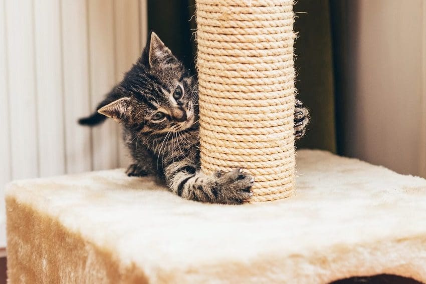 How To Train A Cat To Use A Scratching Post: A Simple Guide