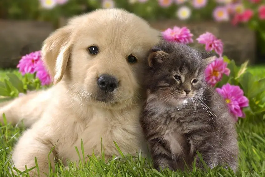 The 15 Best Dog Breeds For Cats You Should Know About