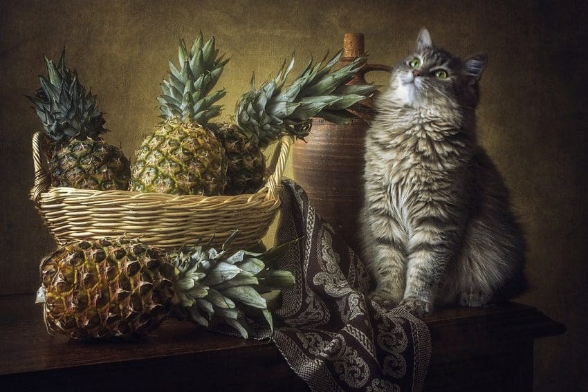 Can Cats Eat Pineapple? Vet-Approved Facts And Advice