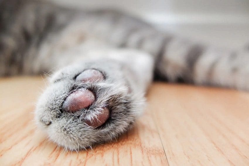 Declawing Cats: 5 Important Things You Have to Consider