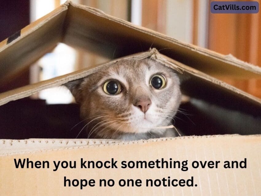 hiding in the box cat meme