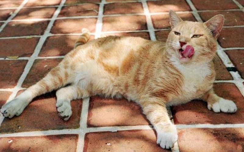 polydactyl cat enjoying outdoors