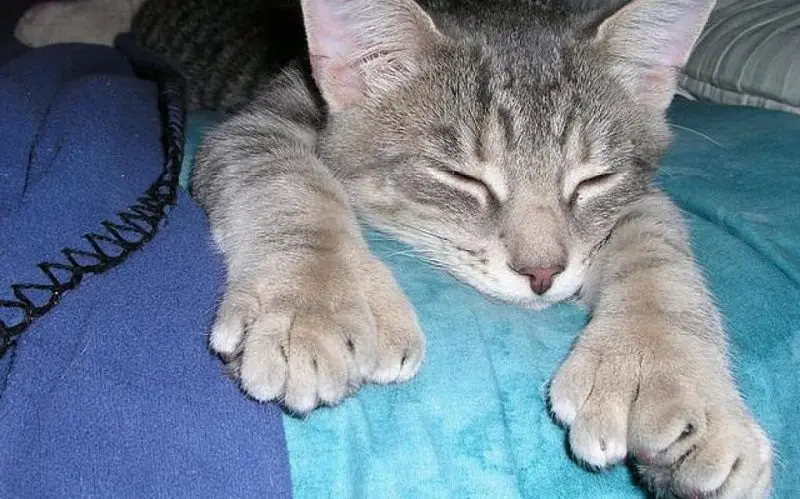 cute polydactyl cat sleeping