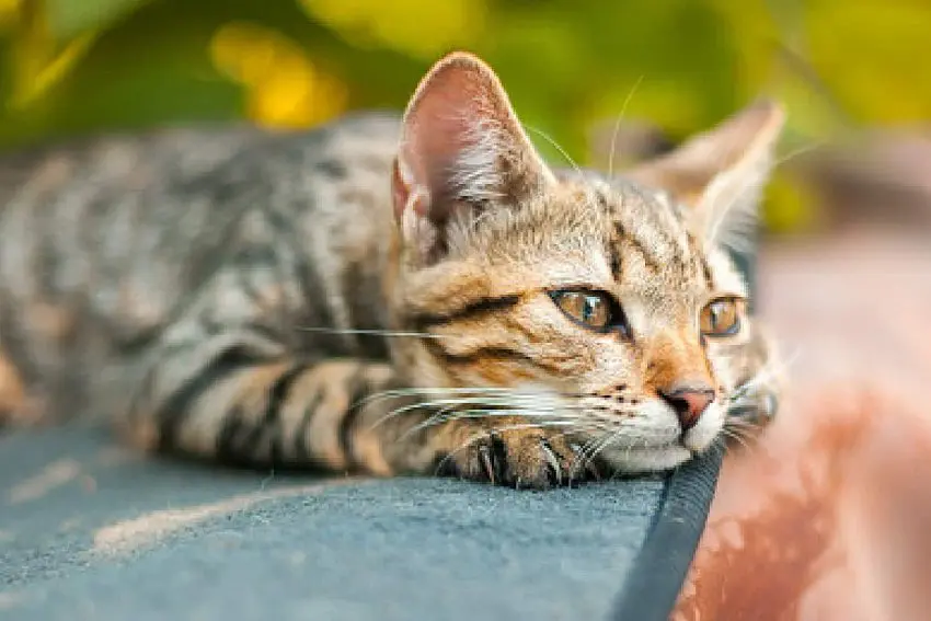 Single Kitten Syndrome: Is it Real and How Do You Treat It?