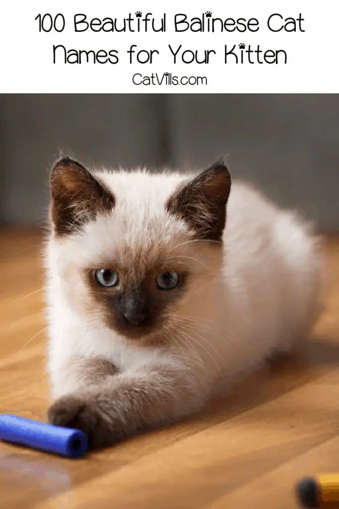 Balinese Cat Names: 100 Beautiful Ideas for This Stunning Breed