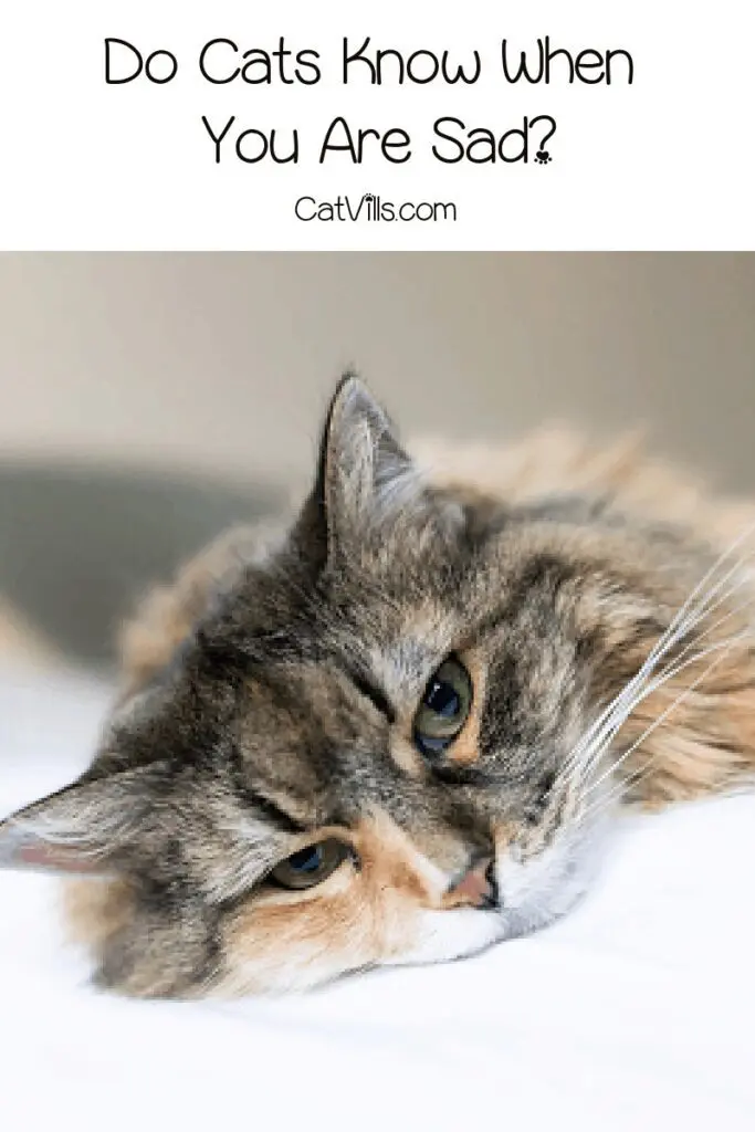 Do Cats Know When You Are Sad? A Complete Guide