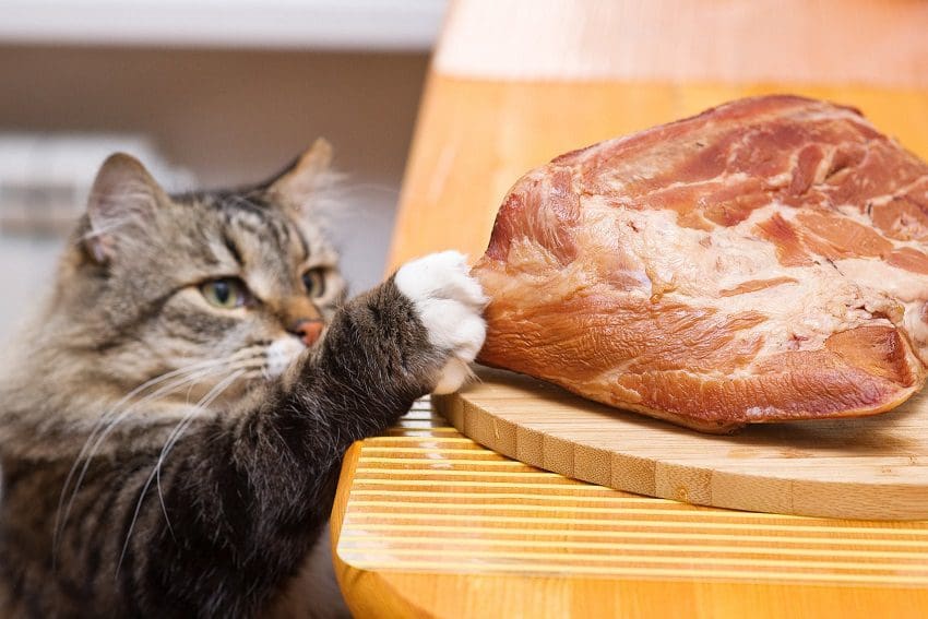 Can Cats Eat Ham? Expert Advice And Tips