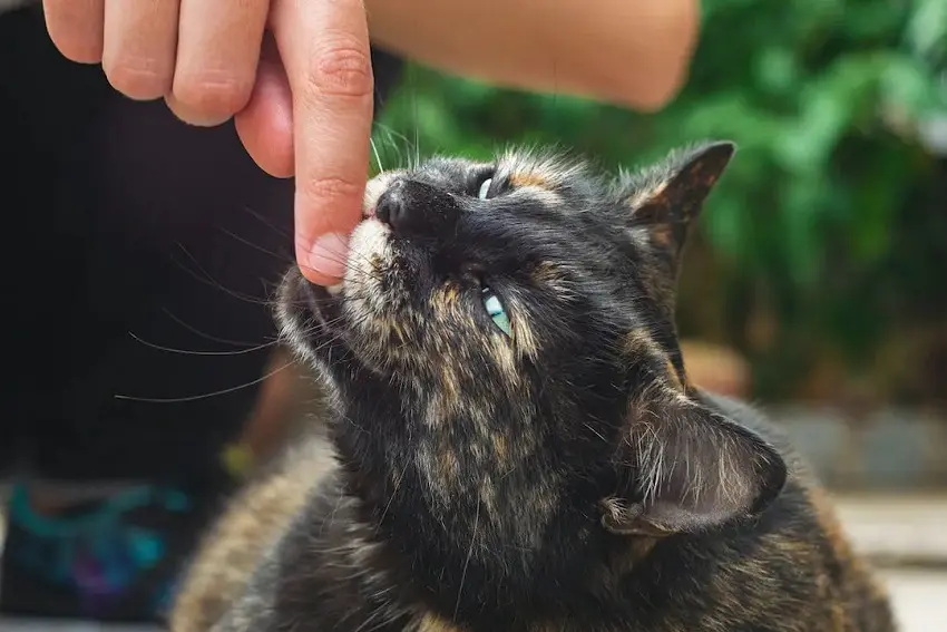 Why Do Cats Bite You And How to Stop It?