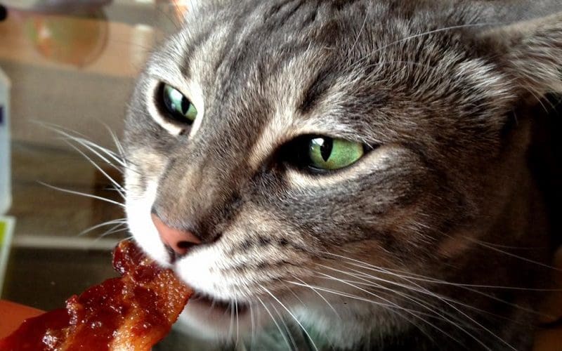 cat eating cooked bacon