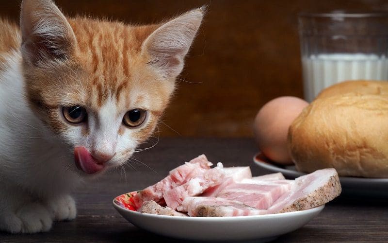 young cat eating ham