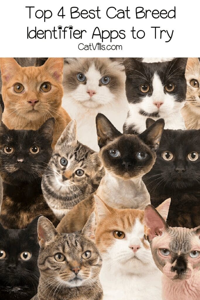 Best Cat Breed Identifier: 4 Apps You Should Try