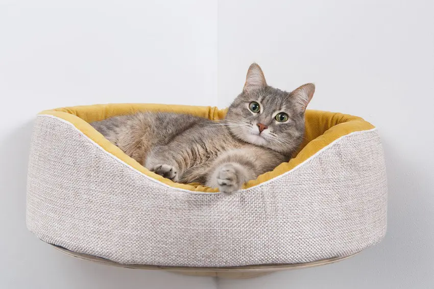 The Best Cat Beds for a Good Night's Sleep