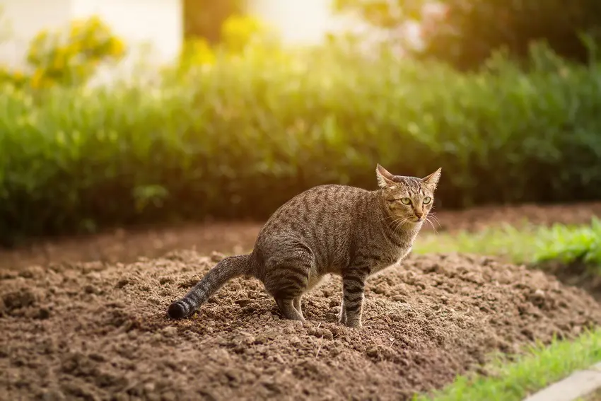 How Often Do Cats Poop? A Complete Guide to Feline Digestion