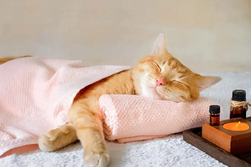 Why Do Your Cats Like to Sleep on Their Side? 5 Reasons