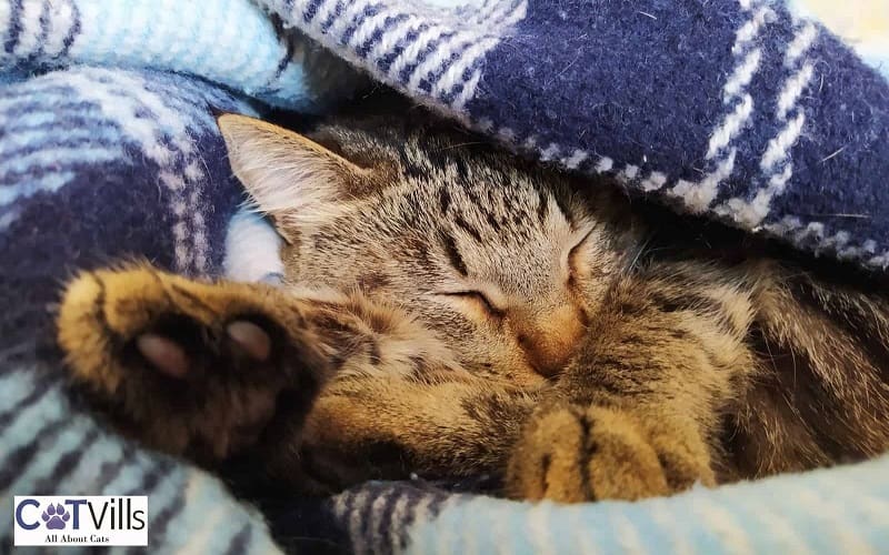 cat sleeping covered with blanket