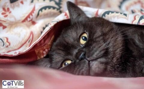 6 Common Reasons Why Do Cats Like Blankets