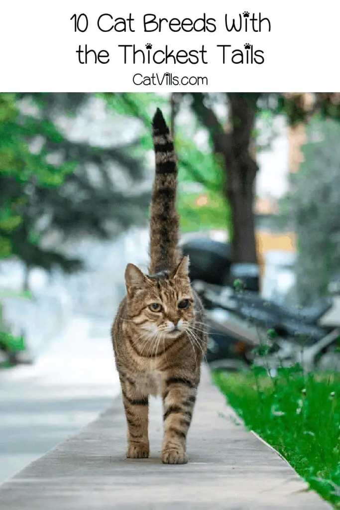 10 Cat breeds with Thick Tails You Should Know About