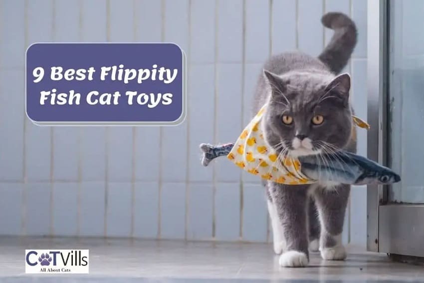 7 Best Floppy Fish Cat Toys for Your Feline Friend