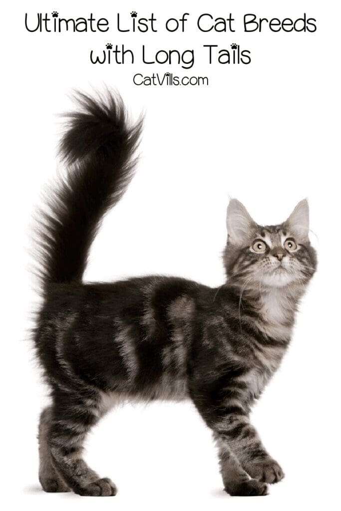 24 Long Tail Cat Breeds List You Should Know About
