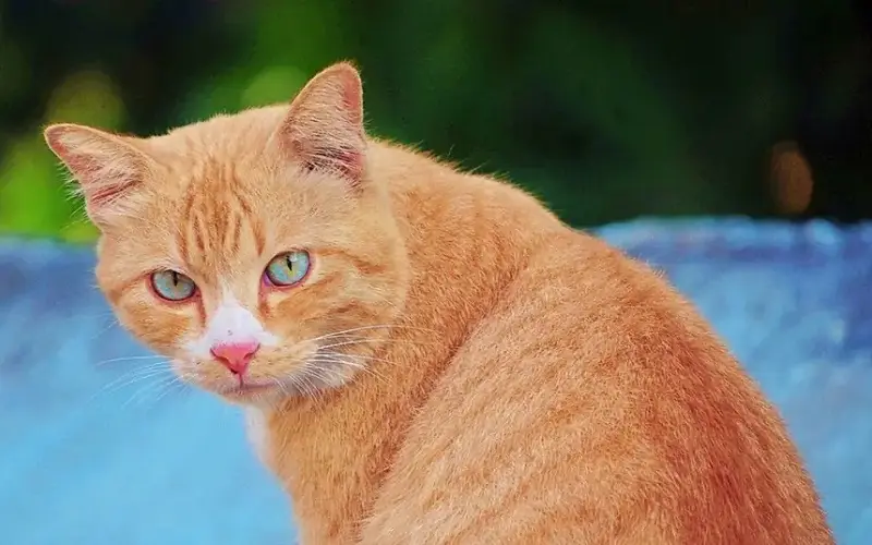 orange male cat