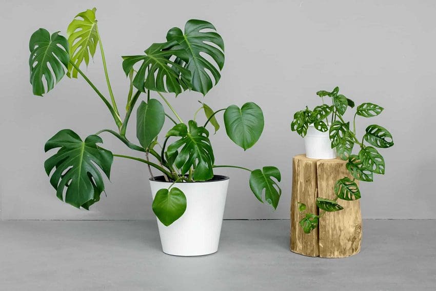 Are Monstera Toxic to Cats? Facts You Should Know