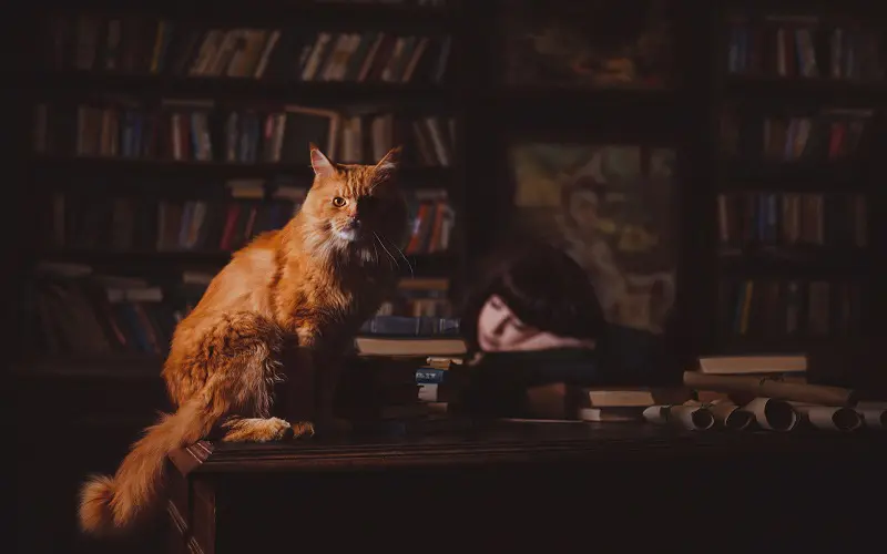 orange cat sitting on table in library