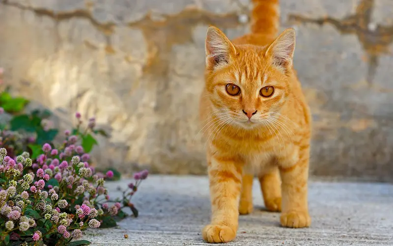orange cat in garden