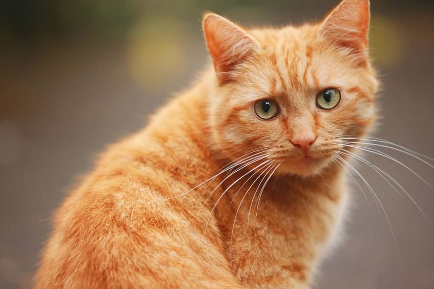 130 Orange Cat Names For Your New Ginger Feline