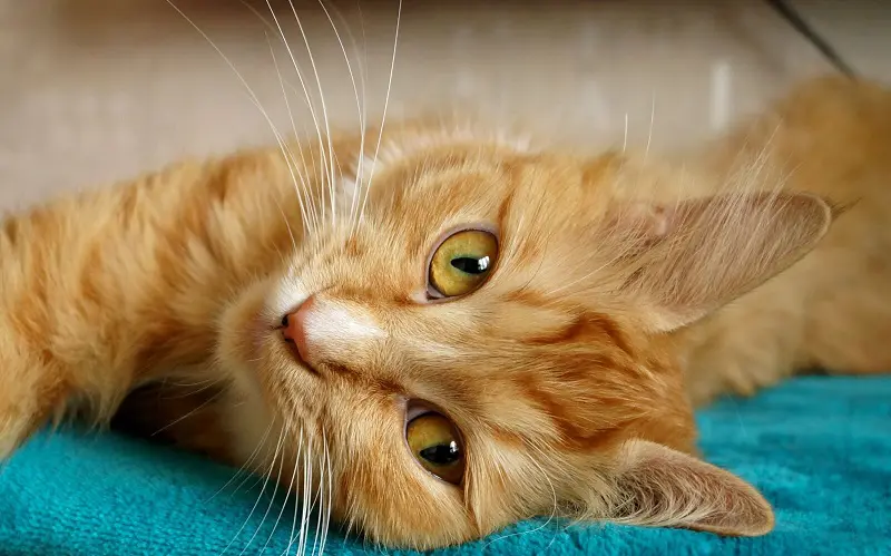 female orange cat