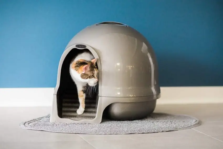5 Best Low-Entry Litter Boxes for Older Cats