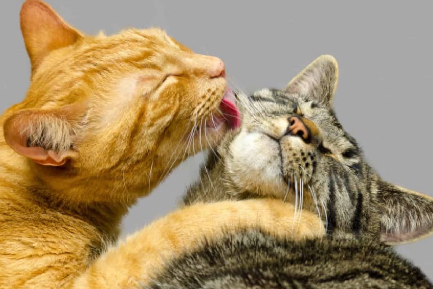 9 Superb Tips on How To Get Cats To Get Along 