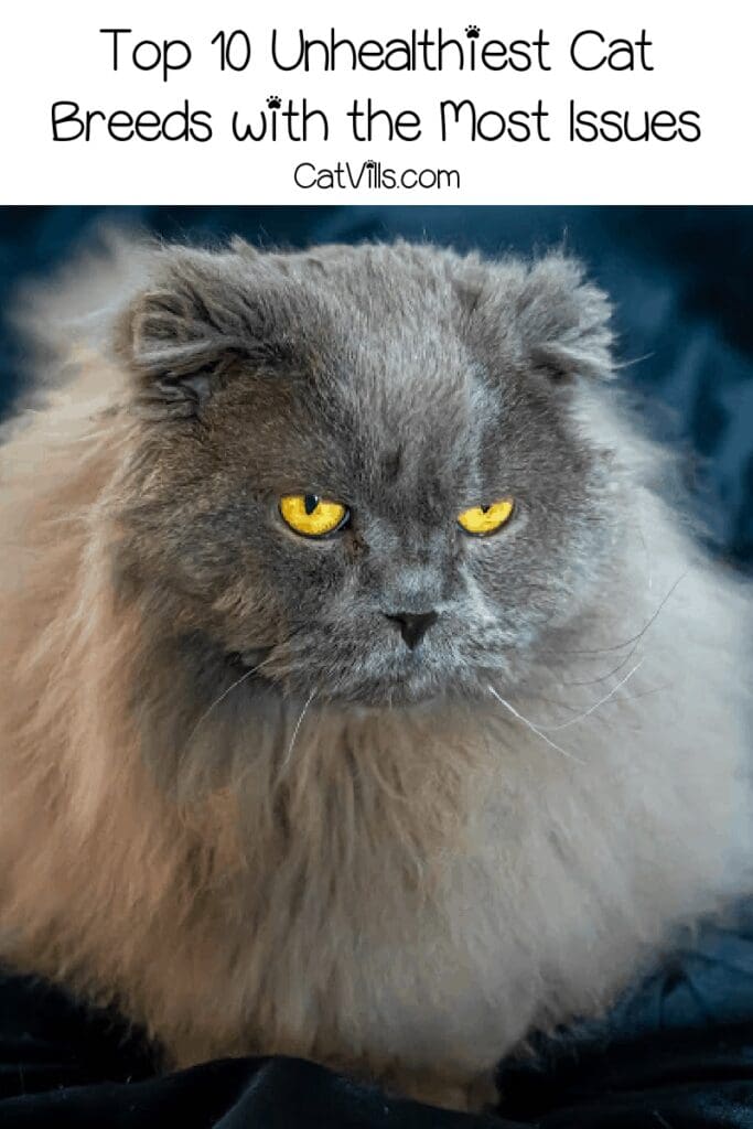 Unhealthiest Cat Breeds: 10 Felines With the Most Health Problems
