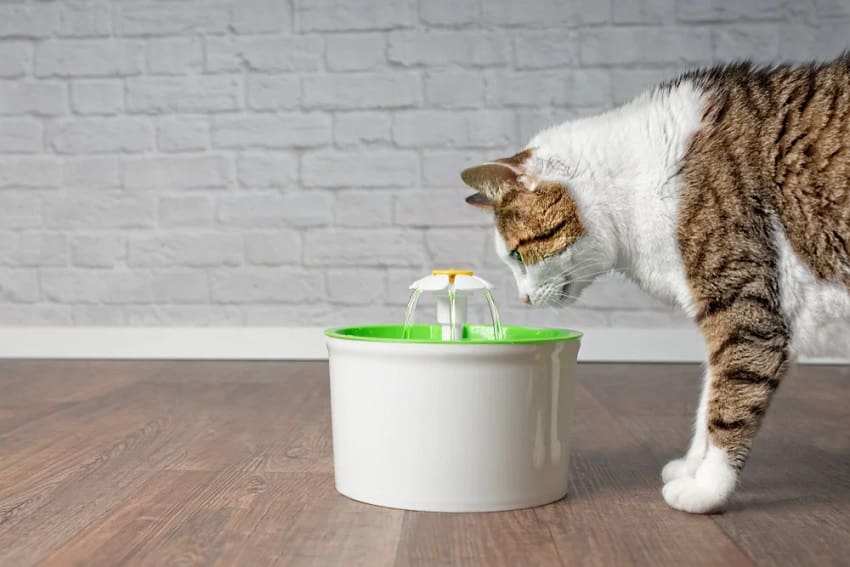 10 Best Automatic and Motion Sensor Cat Water Fountains