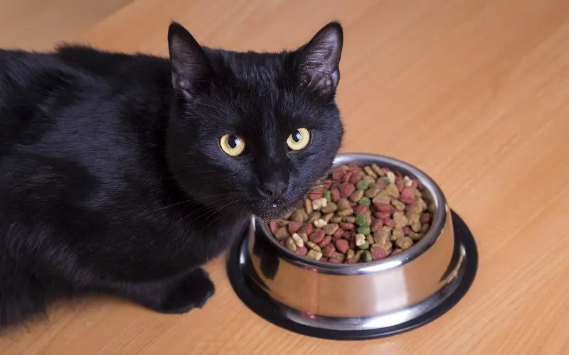 black cat eating protein food