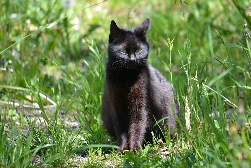 Why Is My Black Cat Turning Brown? 7 Possible Reasons